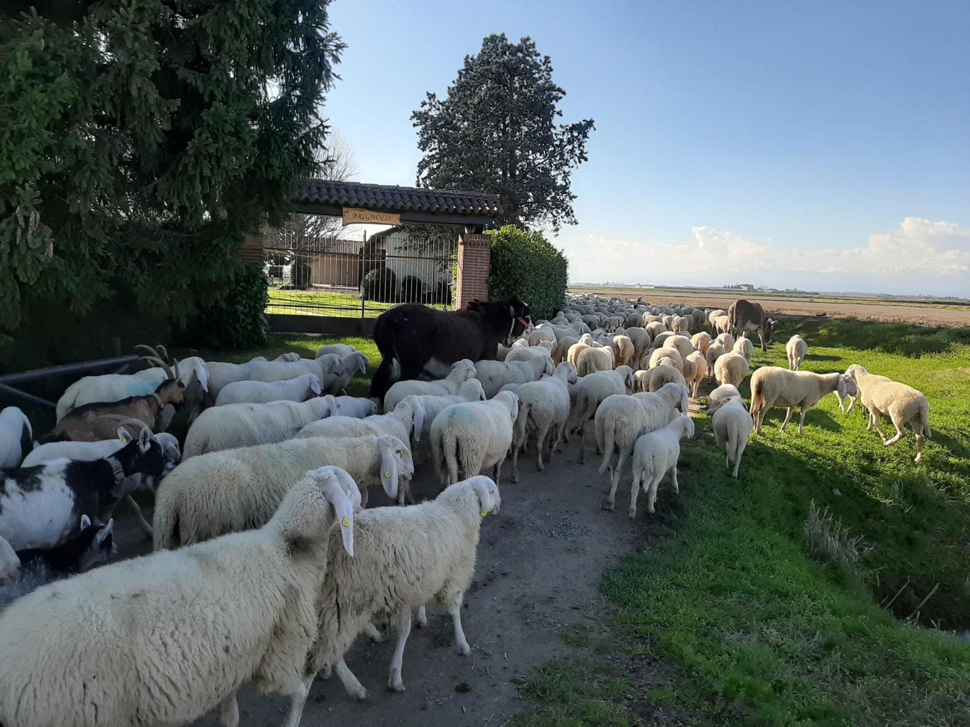 Cascina Brignolo * Novara